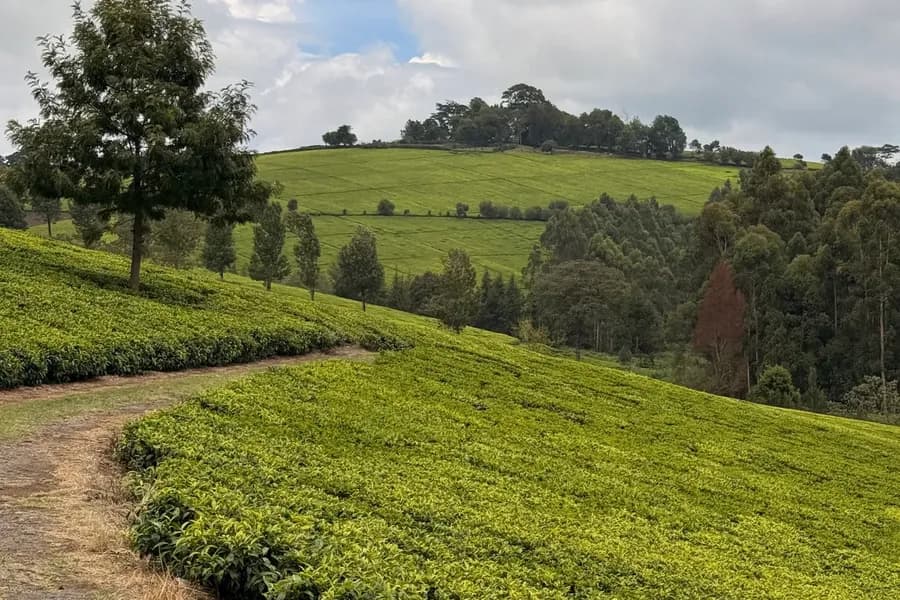 Kawamwaki Farm - Tigoni